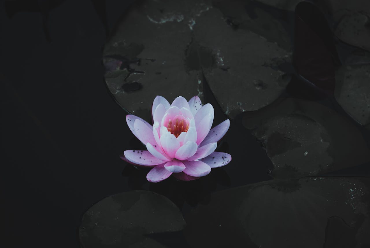 Elegant pink lotus flower floating on dark water, creating a serene and tranquil scene.
